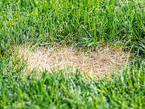 Brown Patch lawn disease